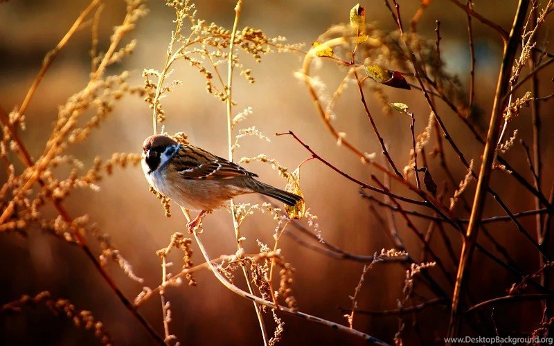 Amimals Birds Close Up Branch Nature Wildlife Wallpapers Free ...