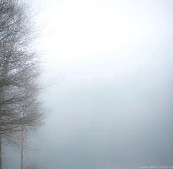Eerie Foggy Forest Photography : Stopping By Woods