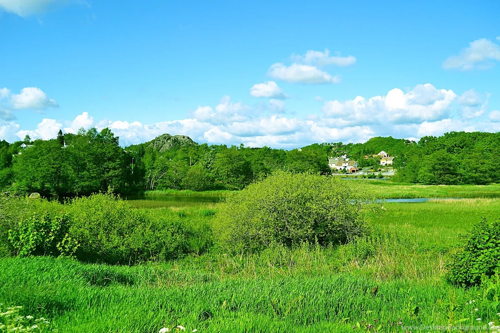 Top 41 Most Beautiful And Most Dashing GRASS Wallpapers In HD ...