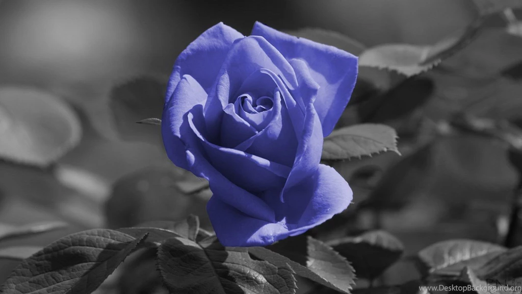 Index Of /image/عکس گل/Best Flower