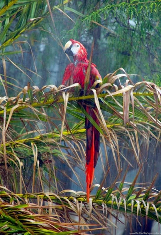Love Birds – Kingfisher Birds Wallpapers Collections