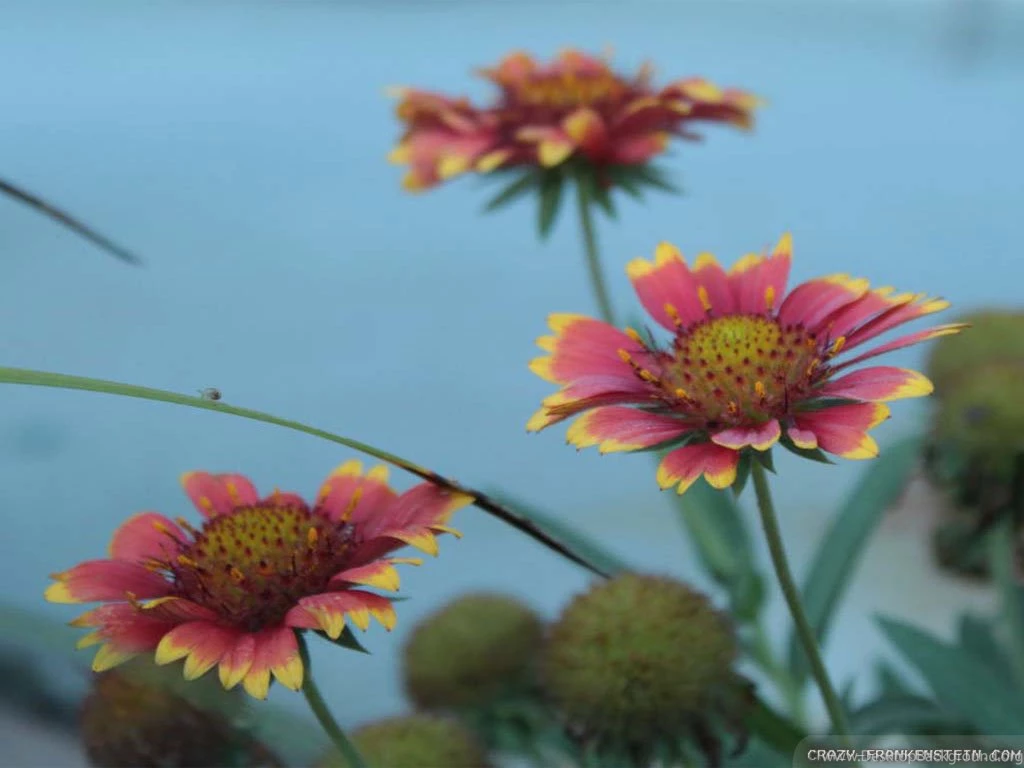 Indian Flowers Wallpapers Crazy Frankenstein