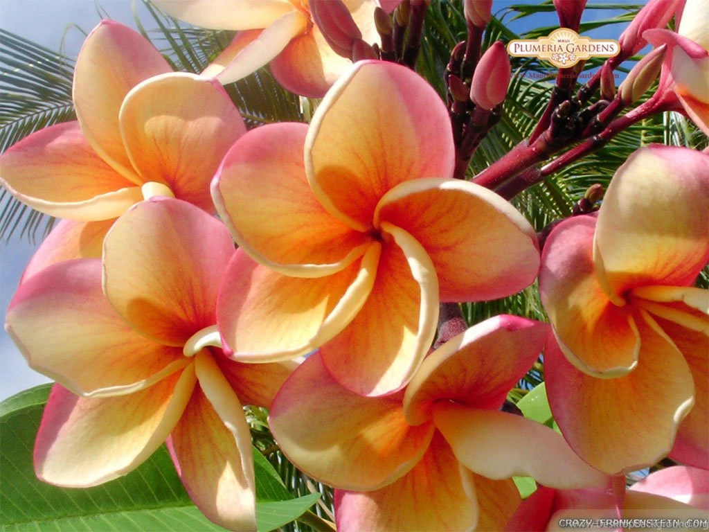 Plumeria Flower Wallpapers Crazy Frankenstein