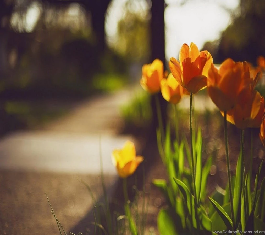 Wallpapers(G,Tabs) Android Apps On Google Play