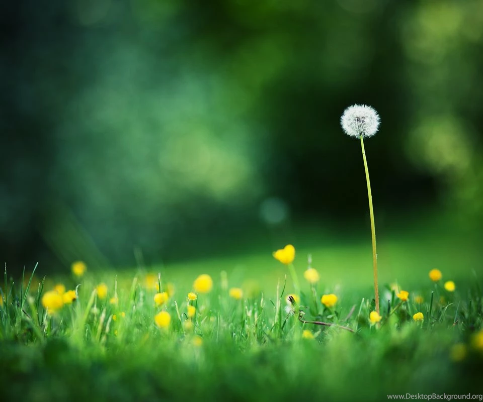 Dandelion, Cute Love Forever, Cute, Dad Like You, Dance