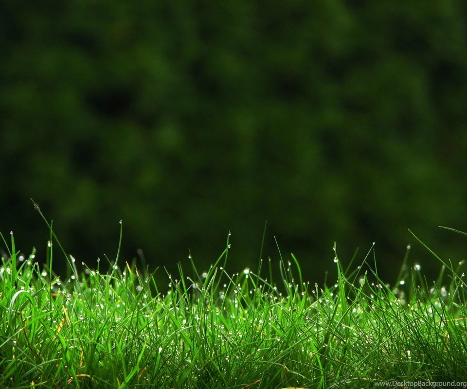 Friendship Four Seasons Fox Fresh Fruits Fresh Grass
