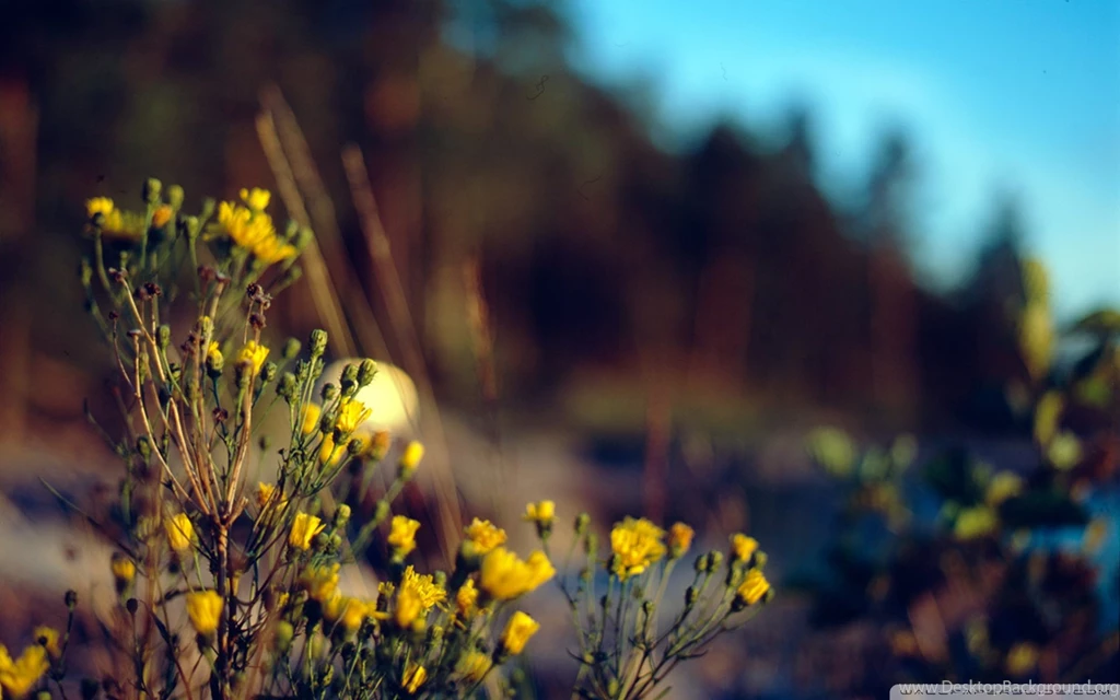 Vintage Photography HD Desktop Wallpapers : High Definition ...