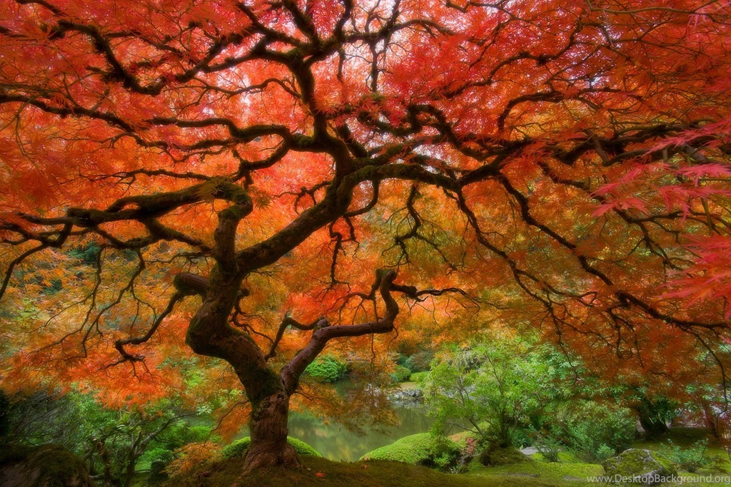 Autumn Scene Wallpapers 1600x1067 (
