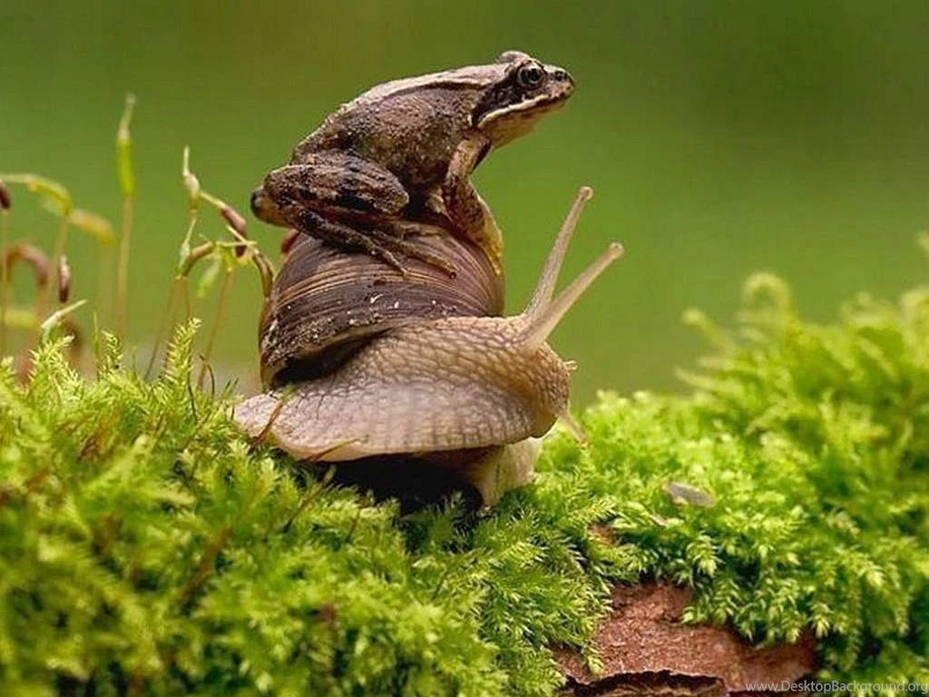 Colorful Frog Wallpapers And Backgrounds Free Download Planet ...