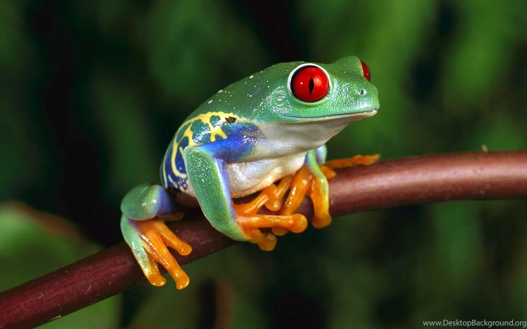 Tree Frog Wallpapers Desktop For Desktop Uncalke.com