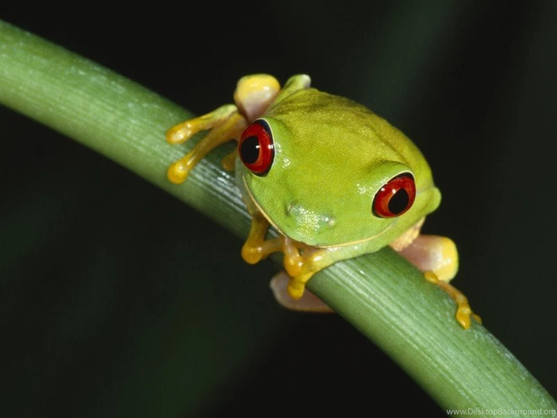 Red Eyed Tree Frog Wallpapers
