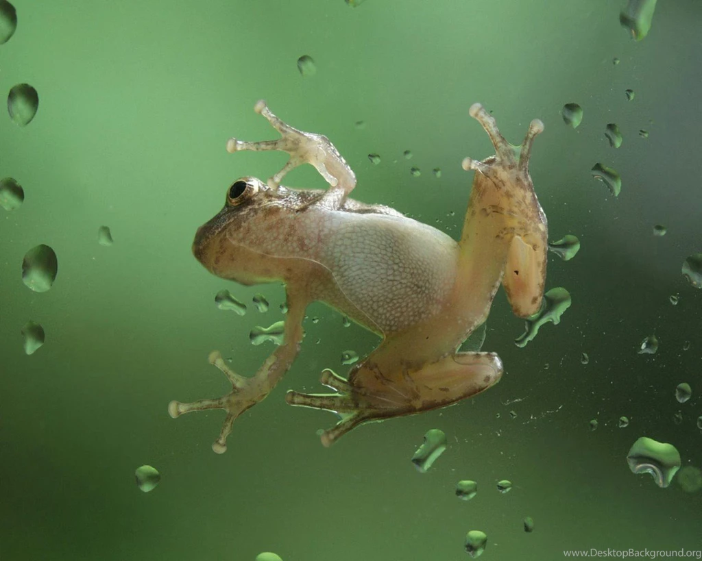 Australian, Frog, Widescreen, Hwallpaper, For, Desktop, Full, Free ...