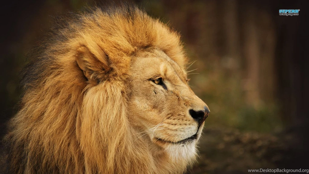 Wallpapers Lyon Lion Animal 1366x768