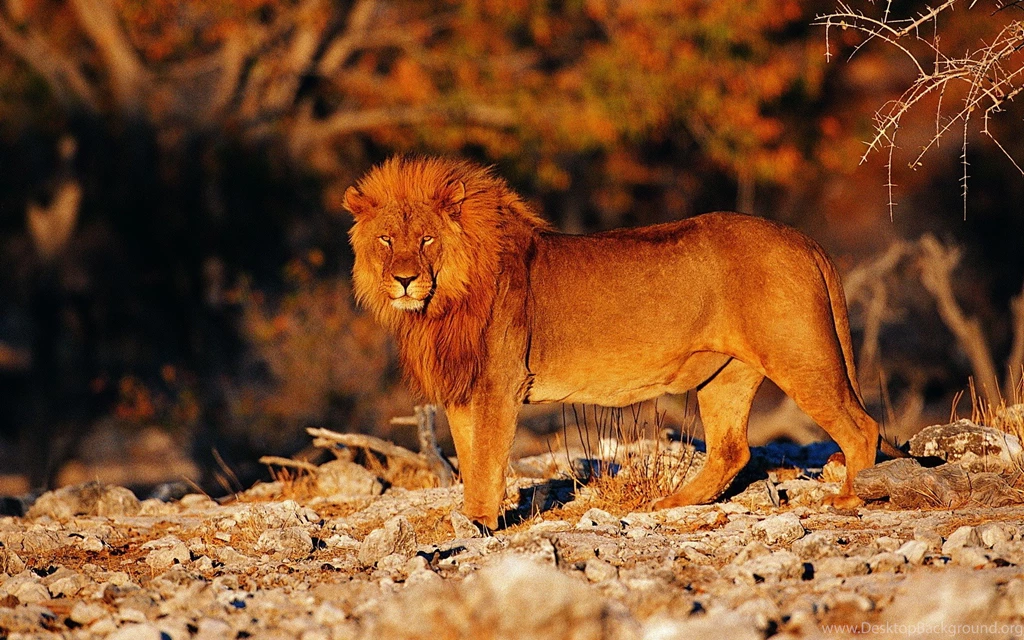 Lions Animal