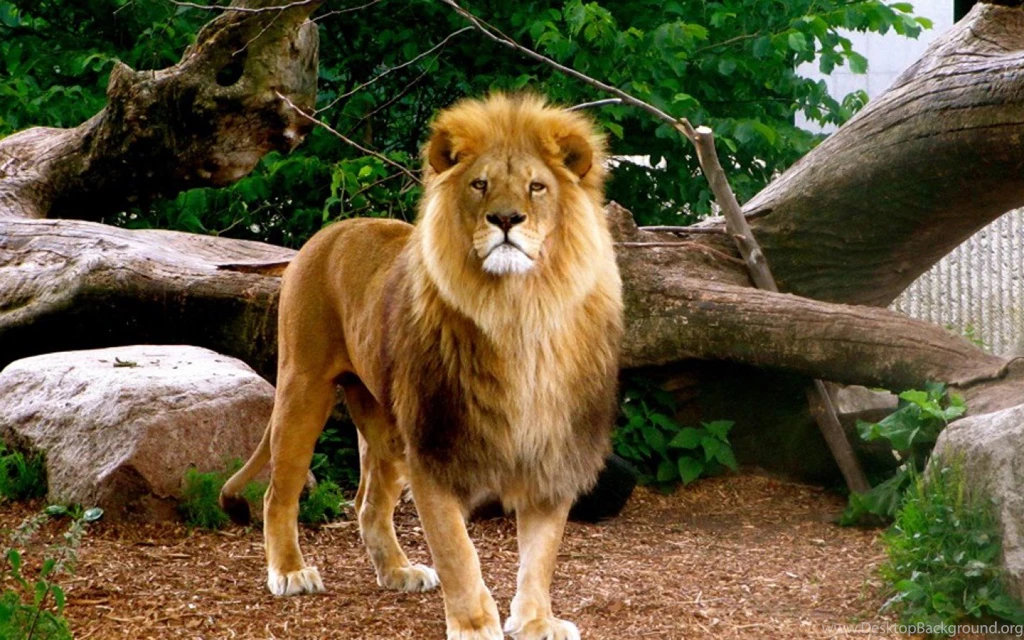 SuperHD.pics: Aslan Lion Animal Nature Trees Desktop Bakcgrounds