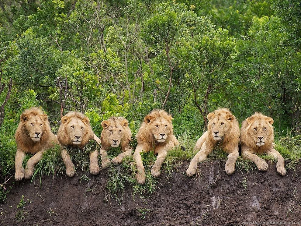 Lion Picture    Animal Wallpapers    National Geographic Photo Of ...