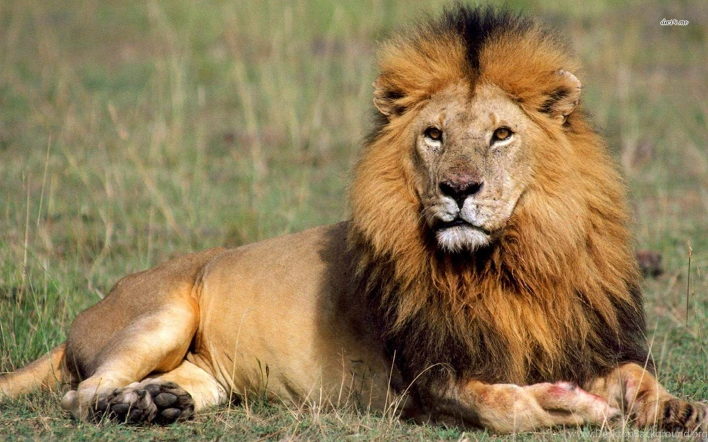 Lion Animal Wallpapers HD Wallpapers On Picsfair.com