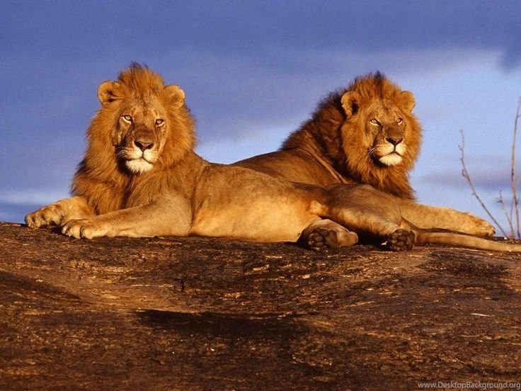 Image Detail For Wallpapers Angry Lion Wildlife Animal Planet ...