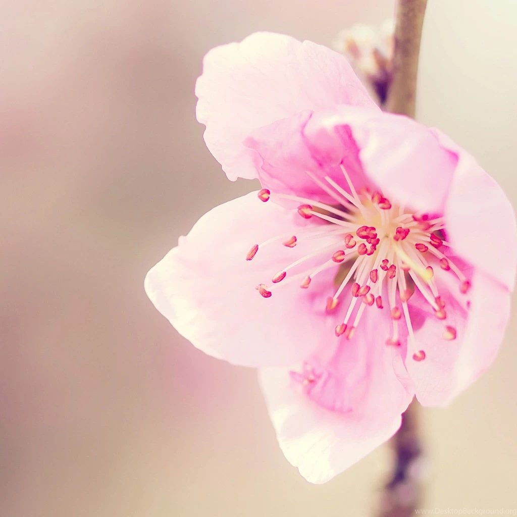 Pretty Images Backgrounds Wallpapers Cave