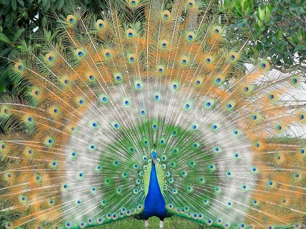Beautiful Hd Wallpapers 4 U Free Download Beautiful Indian Peacock ...