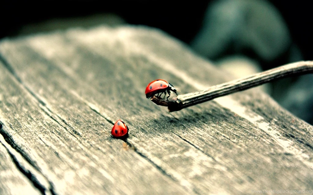 Ladybugs Wallpapers