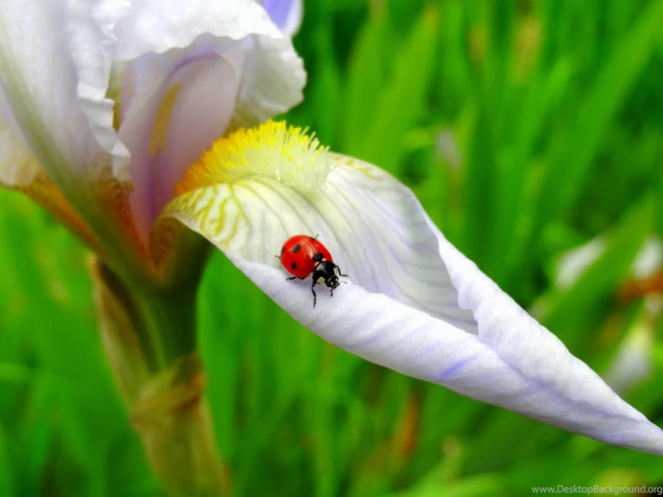 Ladybug Ladybugs Wallpapers (34832203) Fanpop