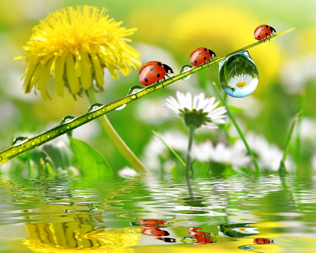 Wallpapers Dandelion Dew Flowers Daisy Drops Reflection Ladybugs ...