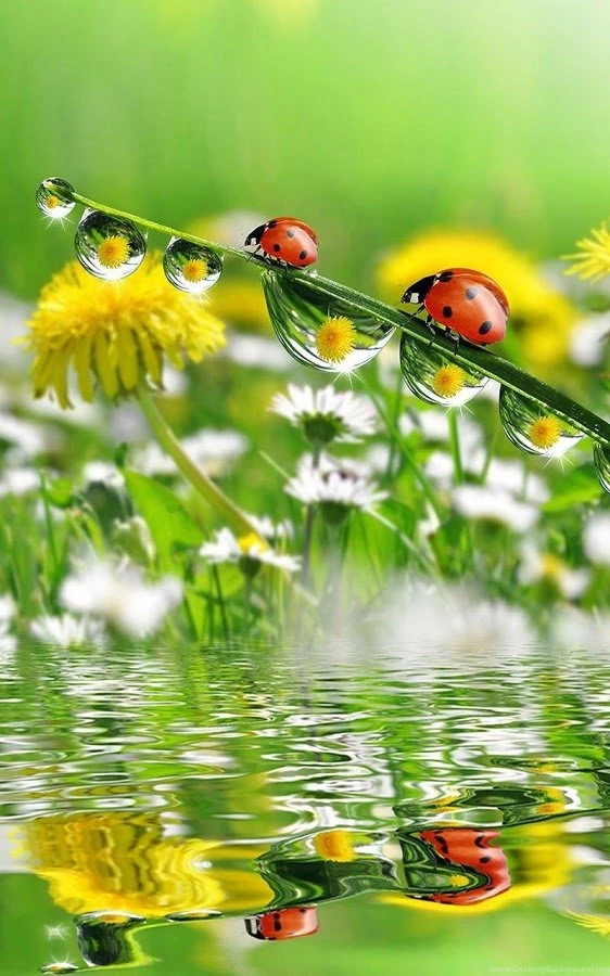 Ladybugs Wallpapers Android Apps On Google Play