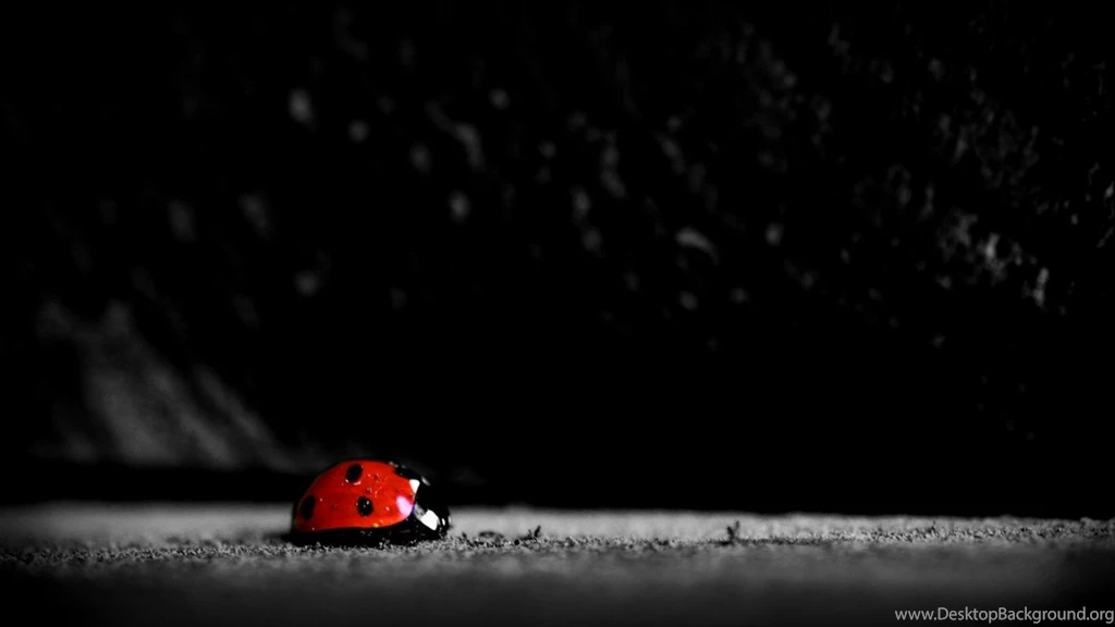 Ladybugs