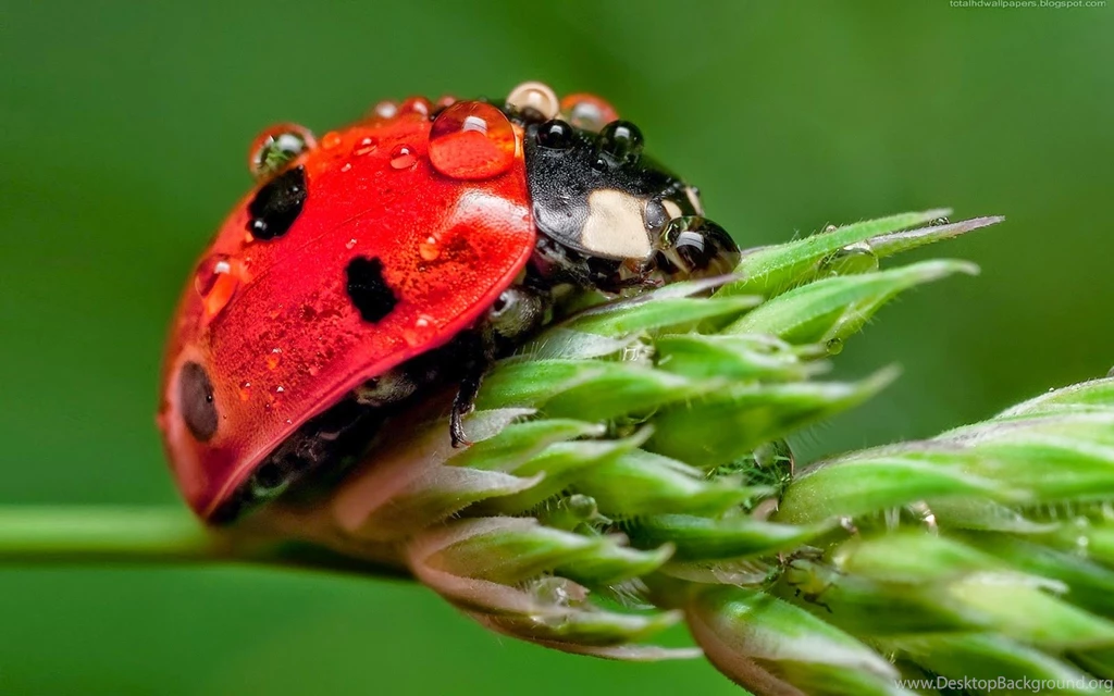 Paulbarford Heritage The Ruth: Ladybugs Wallpapers