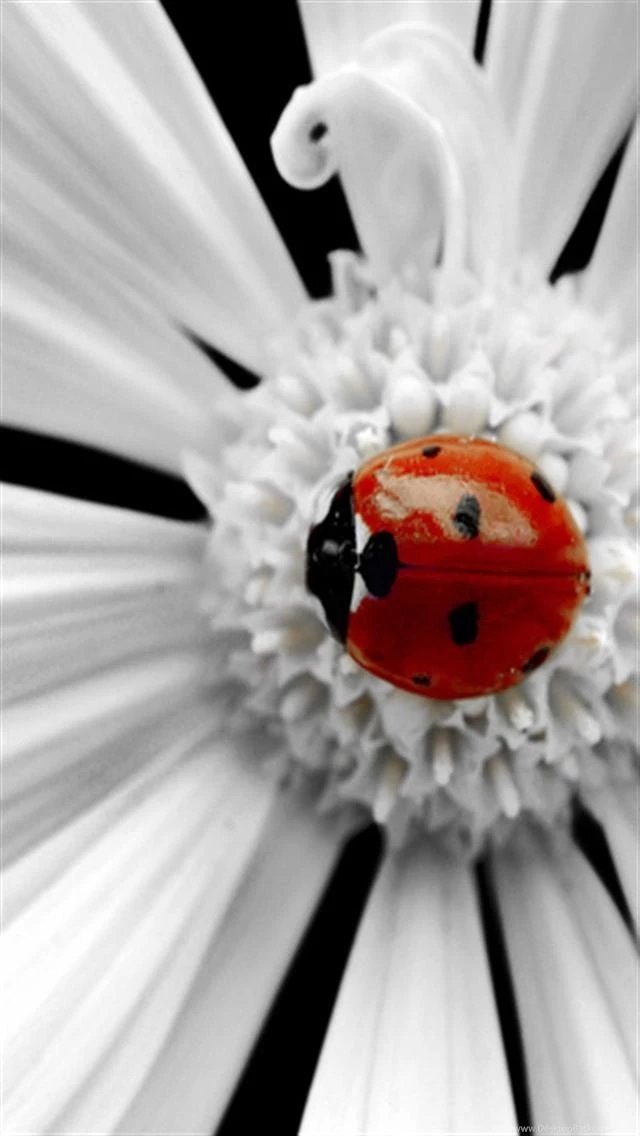 Ladybug iPhone Wallpapers And Backgrounds, HD Wallpapers