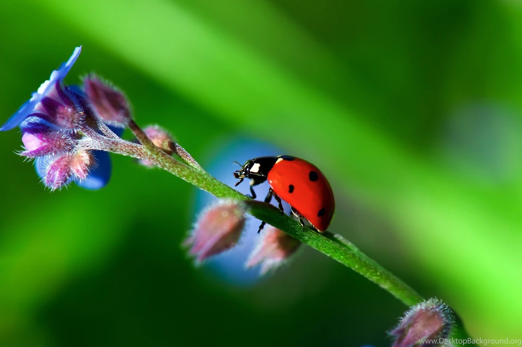 Nature, Flowers, Ladybugs Wallpapers HD / Desktop And Mobile ...
