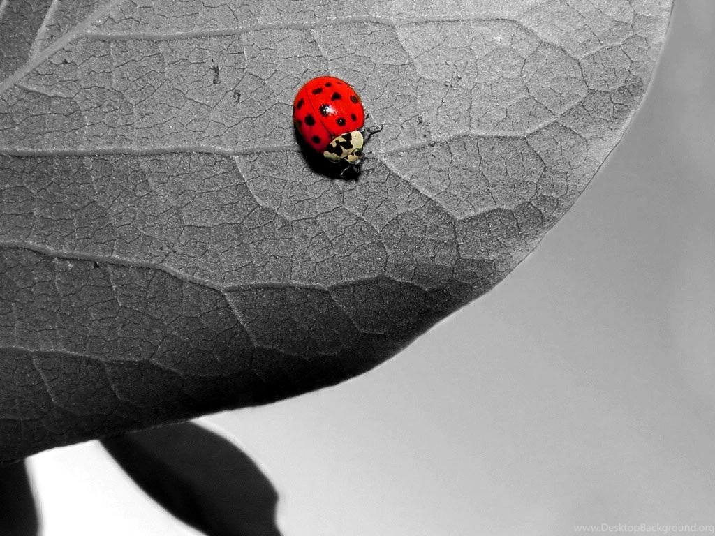 Ladybugs