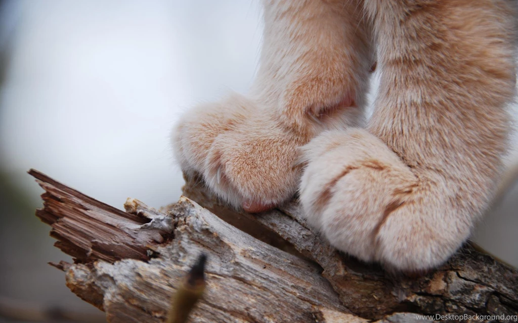 10 Cutest Cat's Paw For Feline Lovers – Good Wallpapers