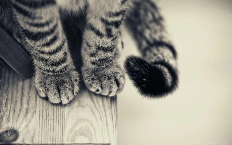 Paw Free Iphone Wallpapers