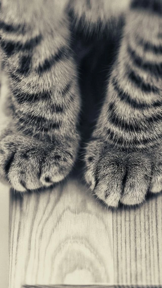 The 20 Cutest Pictures Of Cat's Paws
