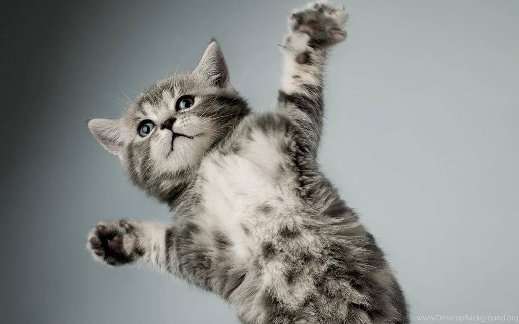 Kitten Gray White Cat Paw Wallpapers