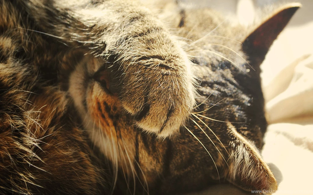 Cat Macro Paw Wallpapers