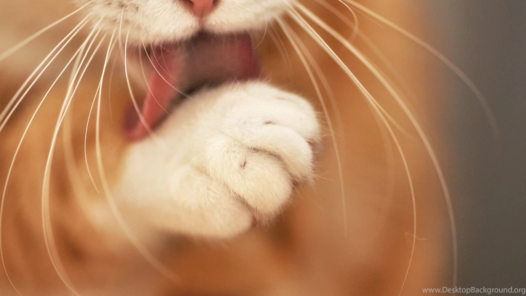 Wallpapers Cat, Tongue, Paw, Whiskers, Cat Washes.
