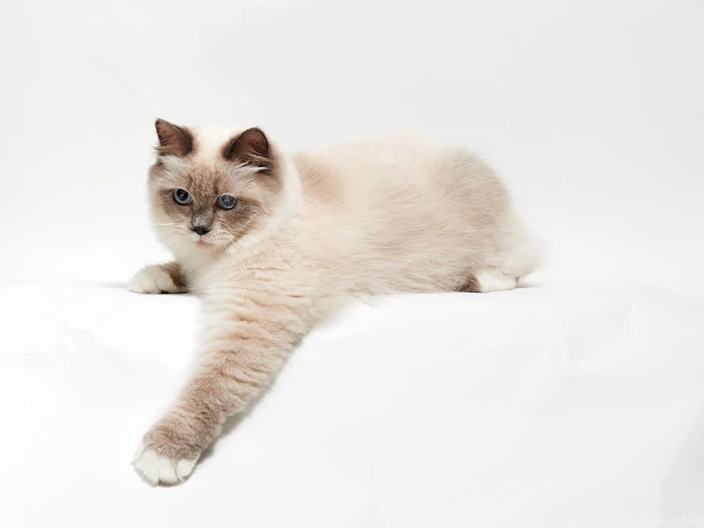 Cat Paw Wallpapers