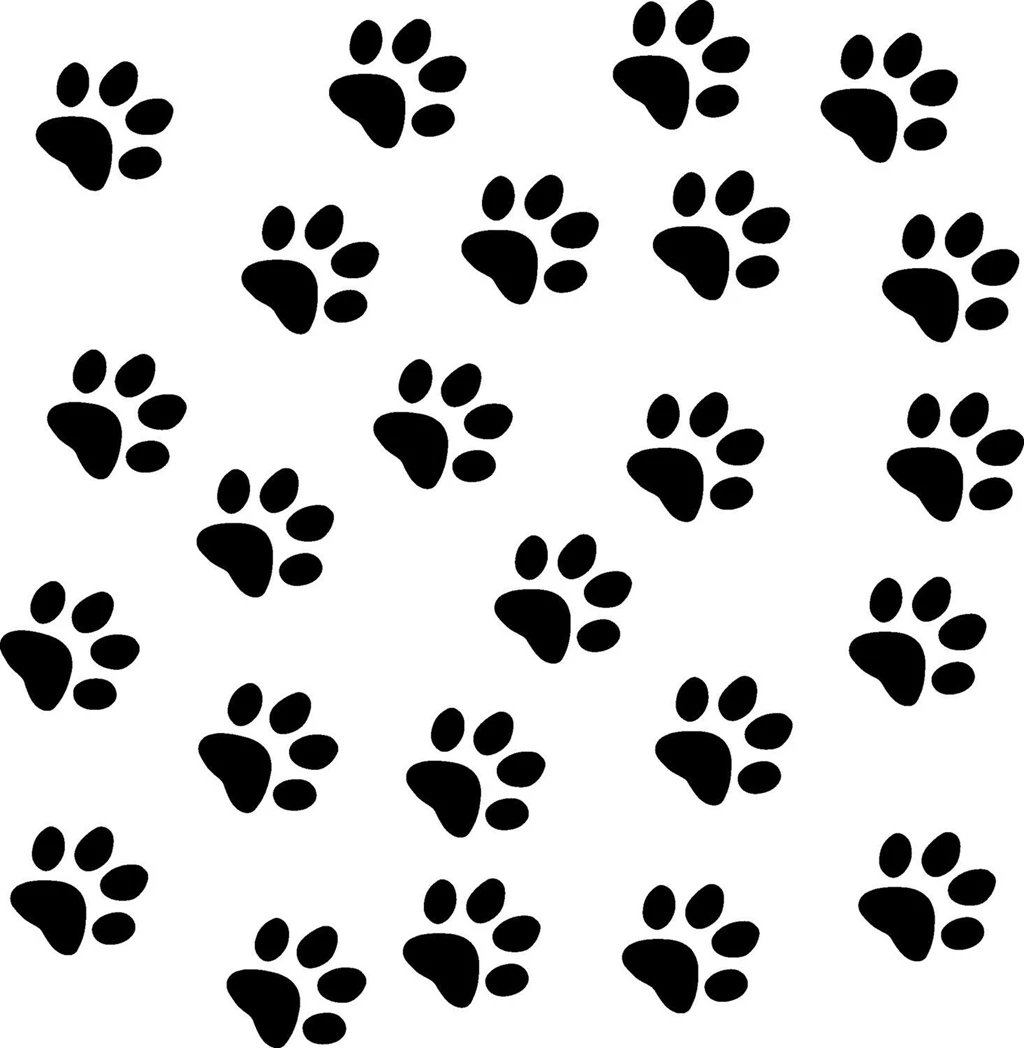 Cat Paw Print Images Wallpapers HD Fine