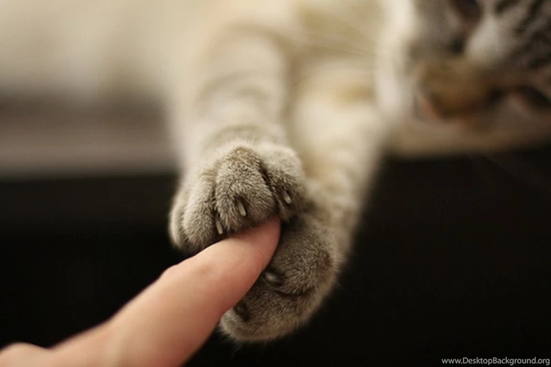 Cats Cat Paws 1601x1066 Wallpaper_www.wall321.com_94.jpg (800×532 ...