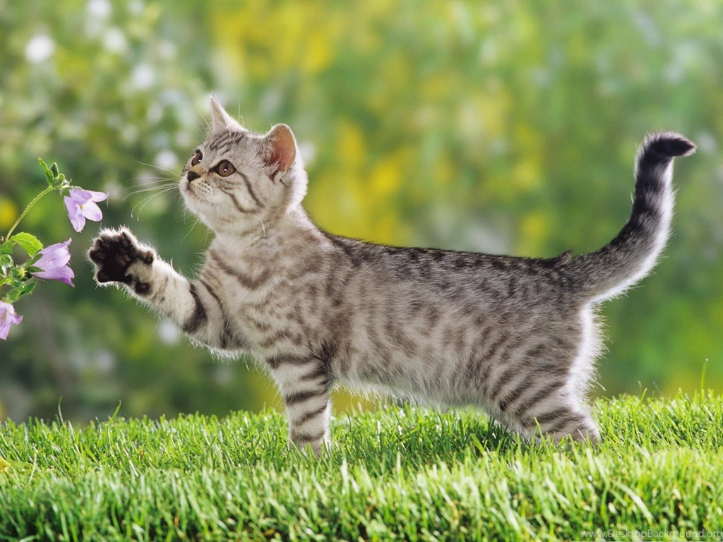 Cute Cat Outdoor, Paw Stretched Out To Reach The Flower, Great ...