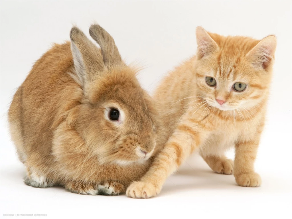 Cats And Friends Wallpapers 25/59