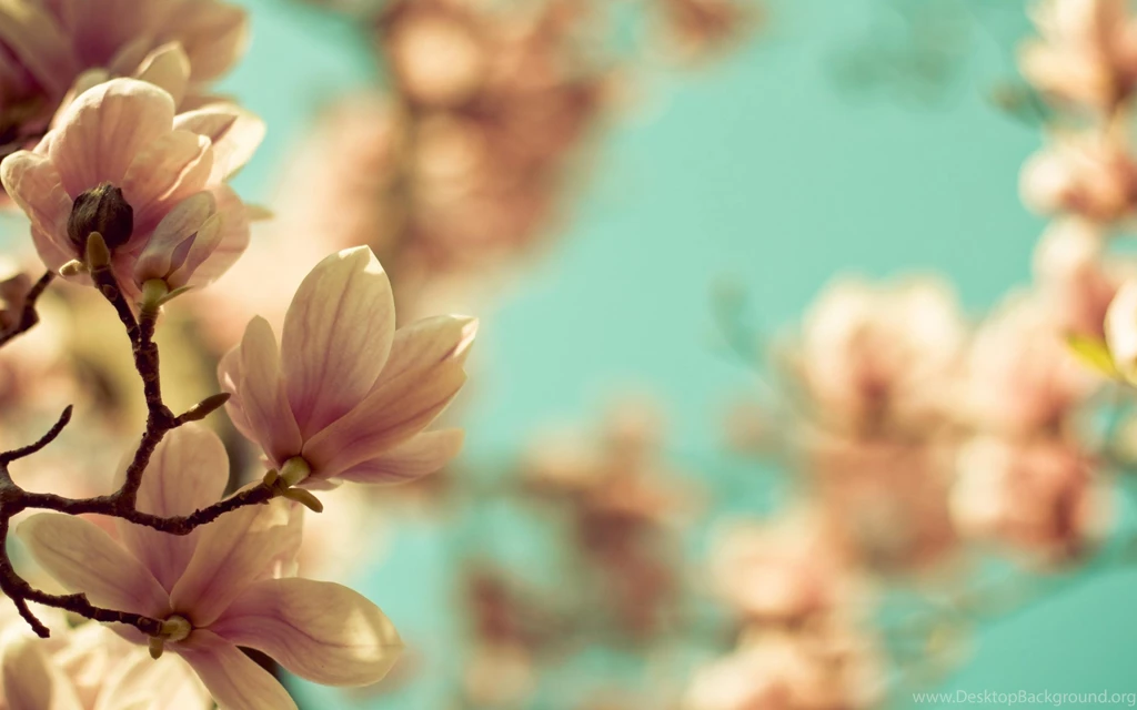 Magnolia Flower Wallpapers & Beautiful Magnolia Pictures