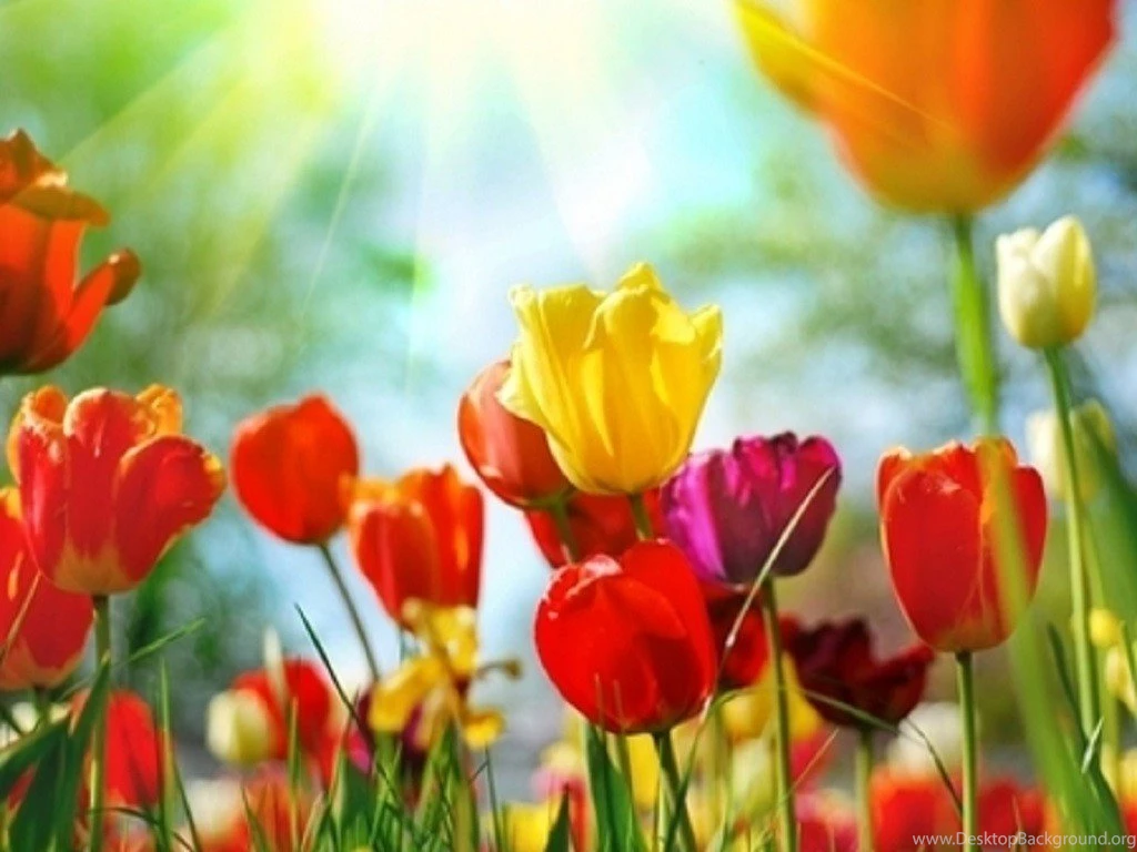 Flowers: Colourful Tulips Colours Flowers Wallpapers HD For High ...
