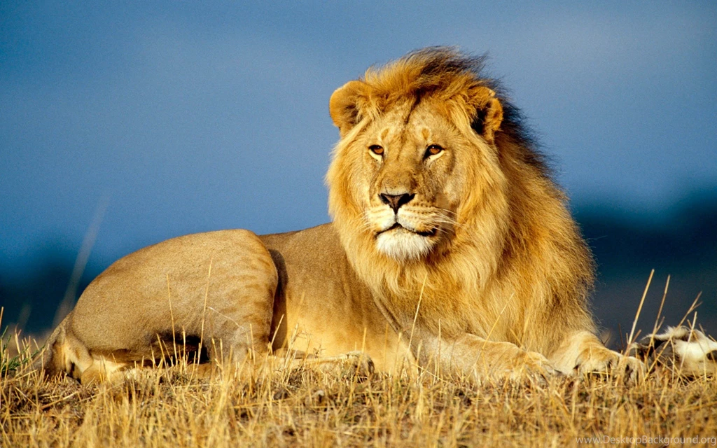 Lion Hd Wallpapers Collection (42+)