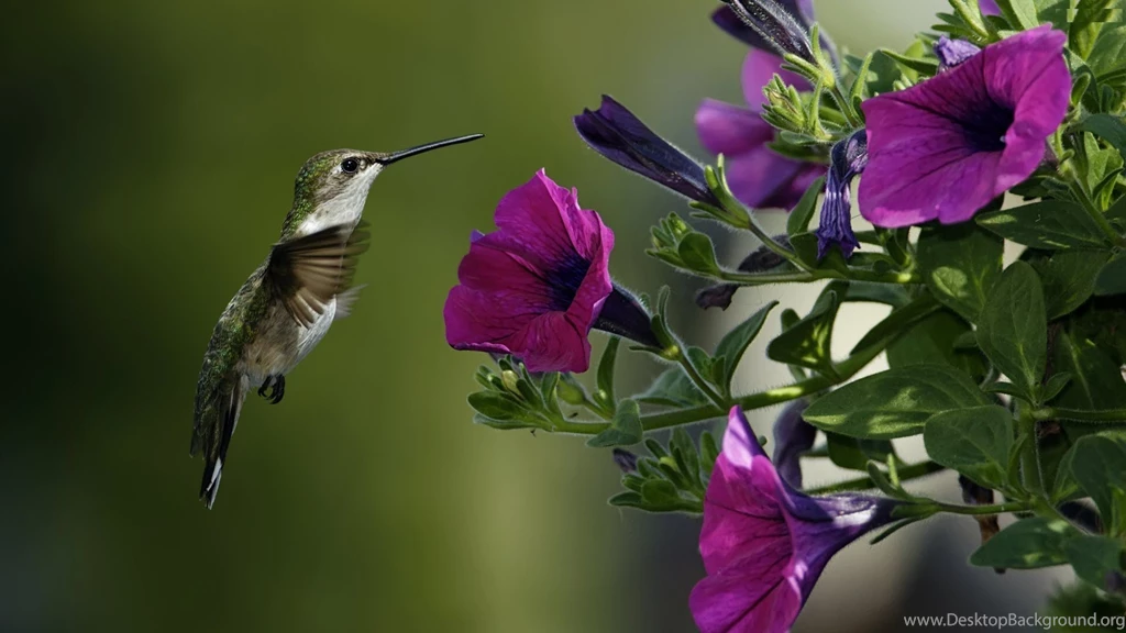 Desktop HD Wallpapers 3d Full Screen Flowers (4) The Photos Club ...