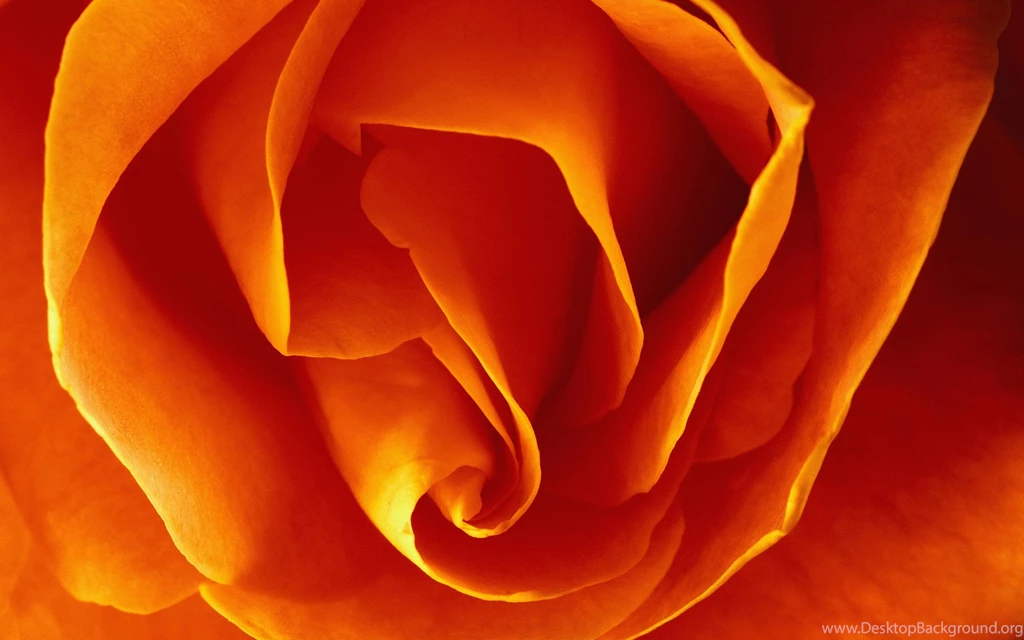 Download Desktop Wallpapers Rose Petals In Full Screen Wallpapers ...