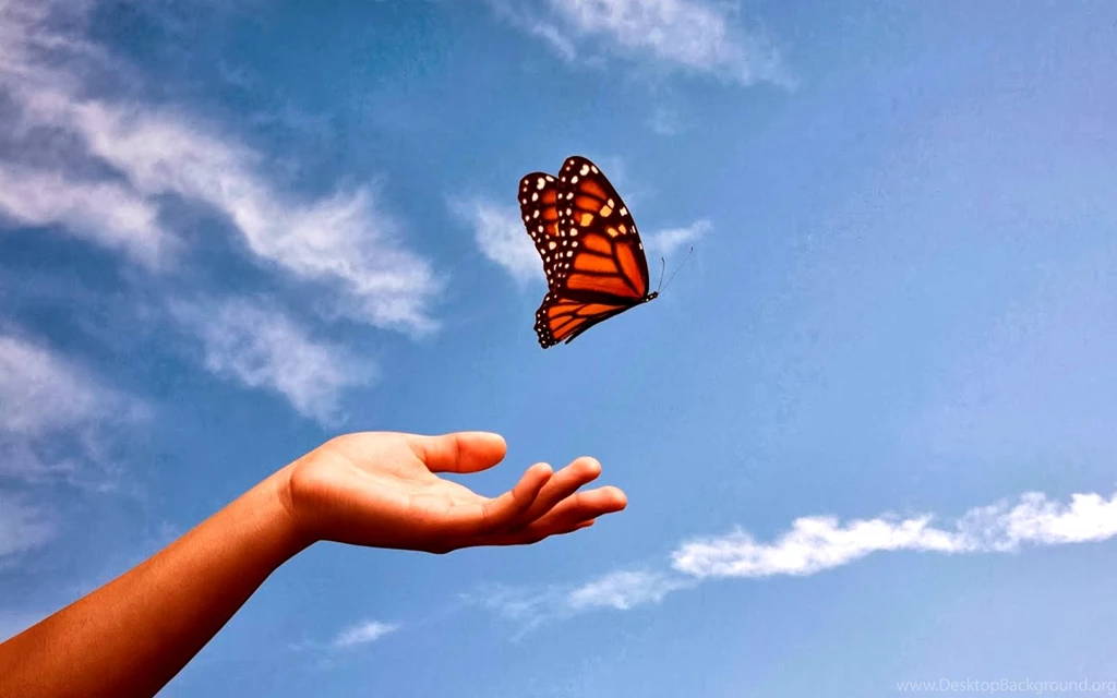 Romantic Butterfly Pics Latest Free Download